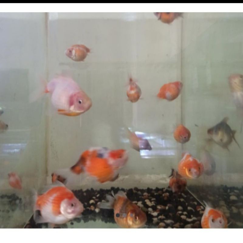 ikan hias koki mutiara