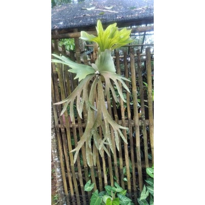 

Kadaka tanduk rusa plati serium wiliki