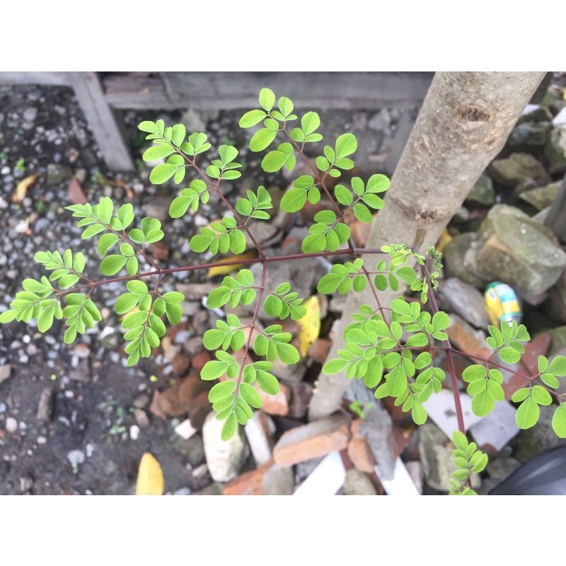 

Daun Kelor Fresh 100gr
