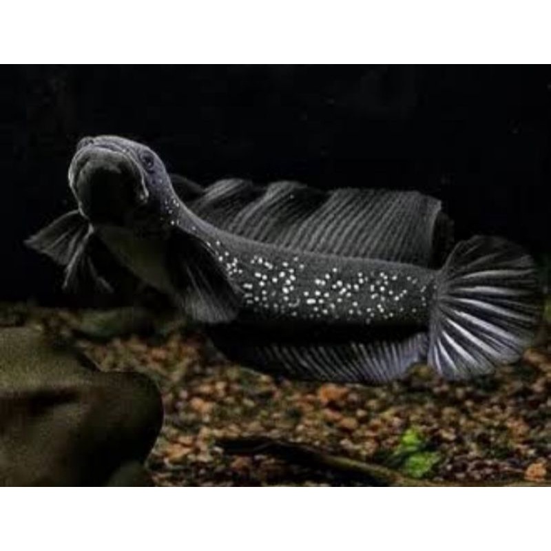 asiatica ws pure 4-5cm