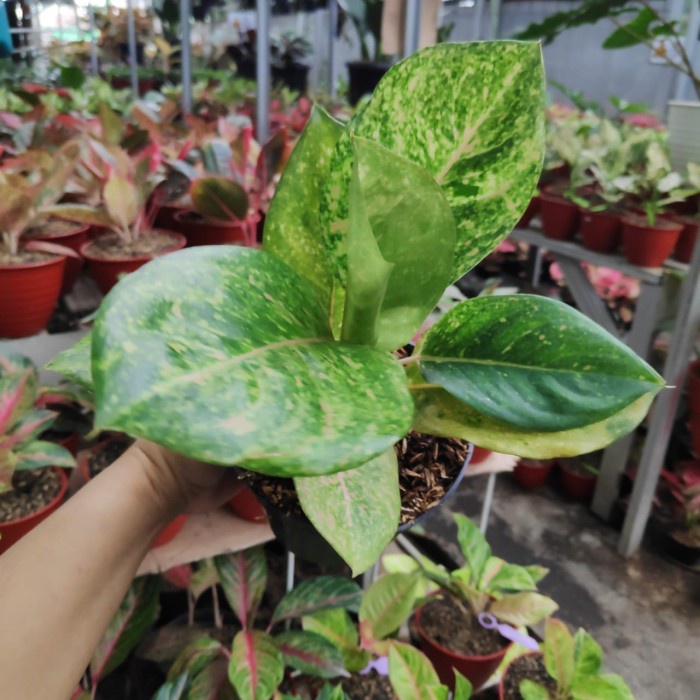 Tanaman Hias Koleksi Aglonema Green Emerald / Tanaman Hias