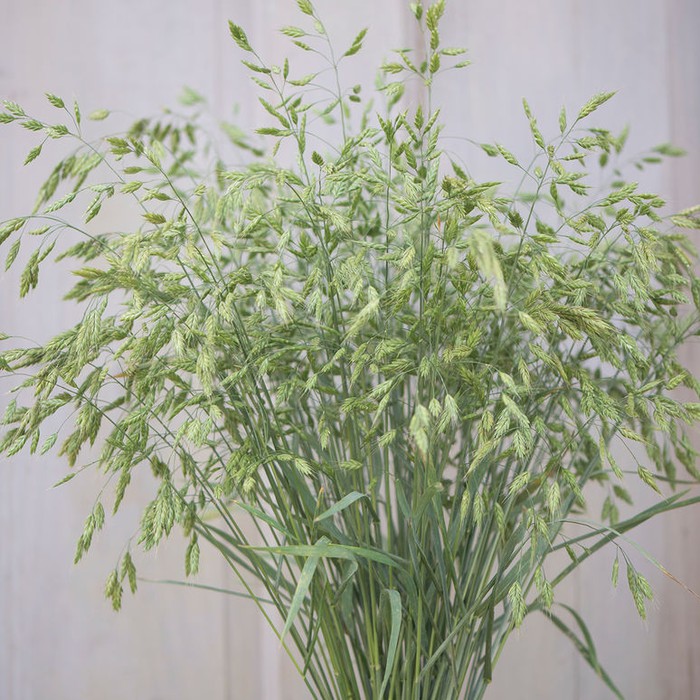 10 benih Bromus Grass  Ornamental Grass Seed