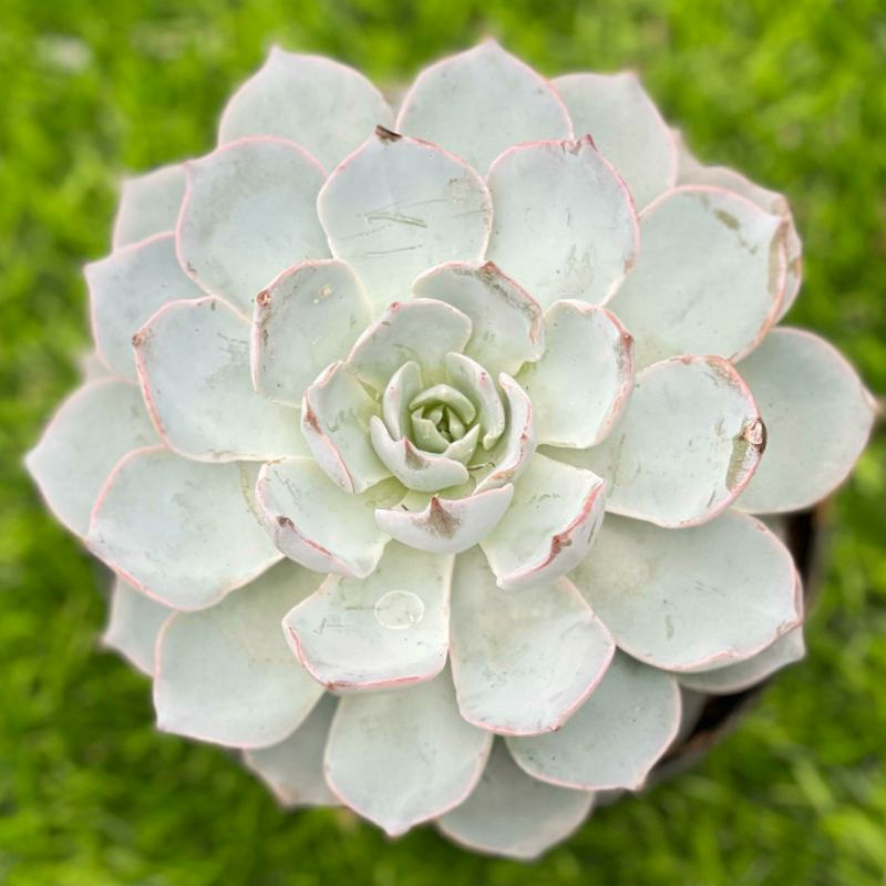 Sukulen Echeveria Blue heron Subsessilis