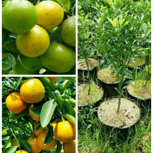 Bibit Tanaman Ekor Kucing