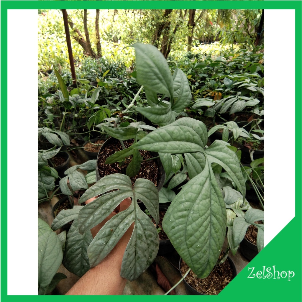 Amydrium Silver Original / Amydrium Silver Mature