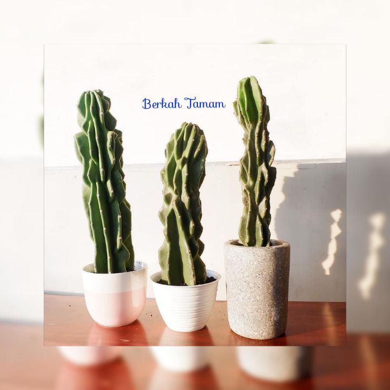 tanaman hias kaktus lilin sintetis/pohon hias kaktus lilih pohon tanaman hias kaktus lilin sintetis