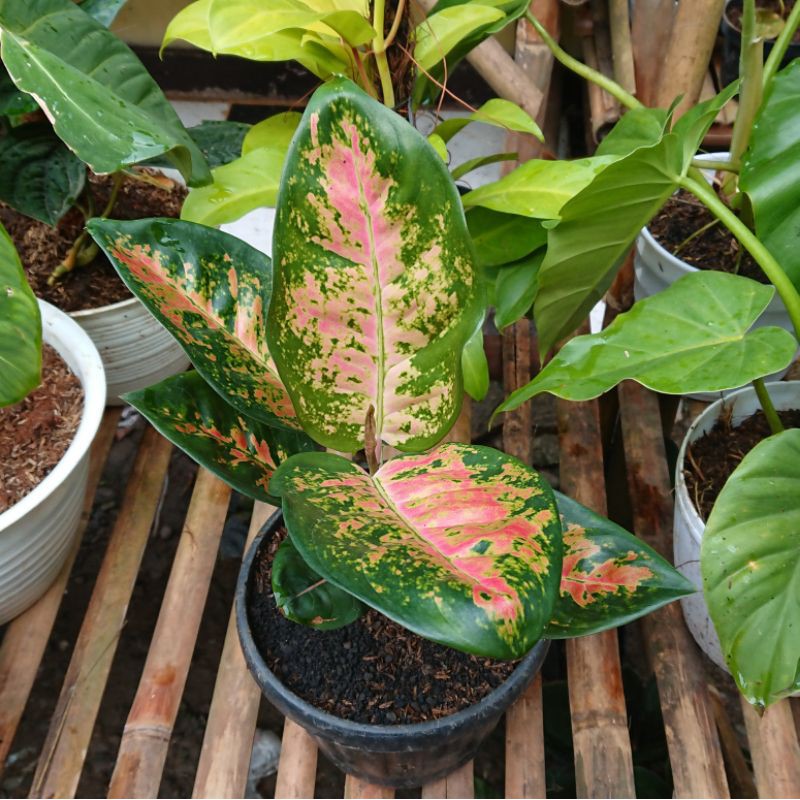 Aglaonema / Aglonema Kochin