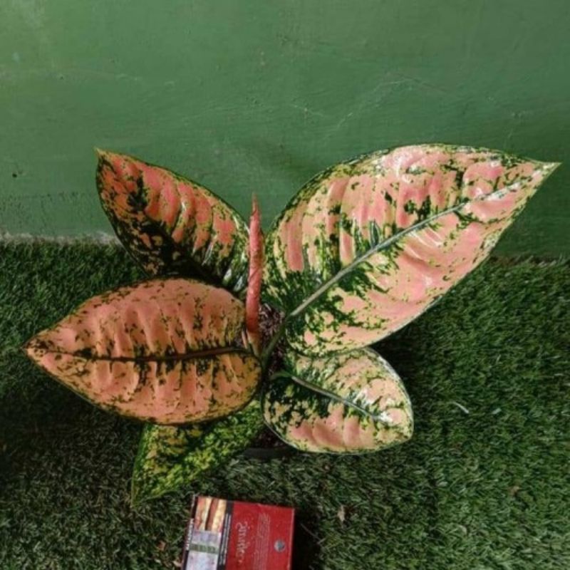 aglonema ruby fanta//freepot dan media