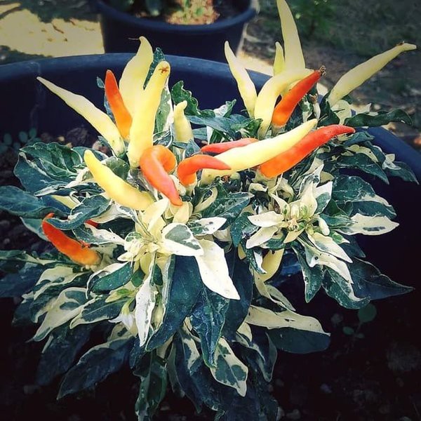 Bibit Benih Biji Cabe Uchu Cream Ornamental - Benih Pohon Cabe Uchu Cream Ornamental - COD