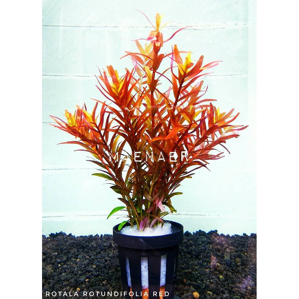 

Terbaru Rotala rotundifolia red Spesial