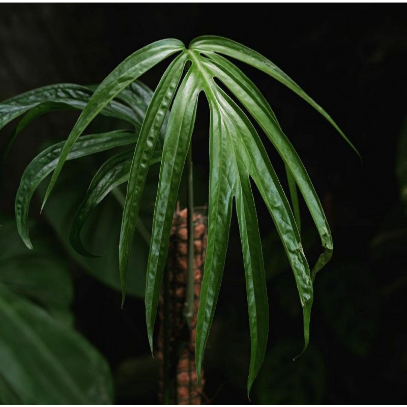 amydrium zippelianum original