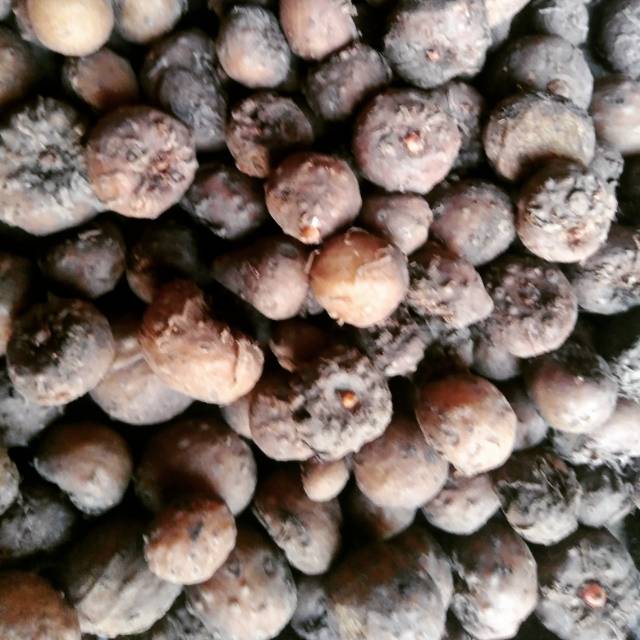 

Bibit umbi Porang super 500 gr