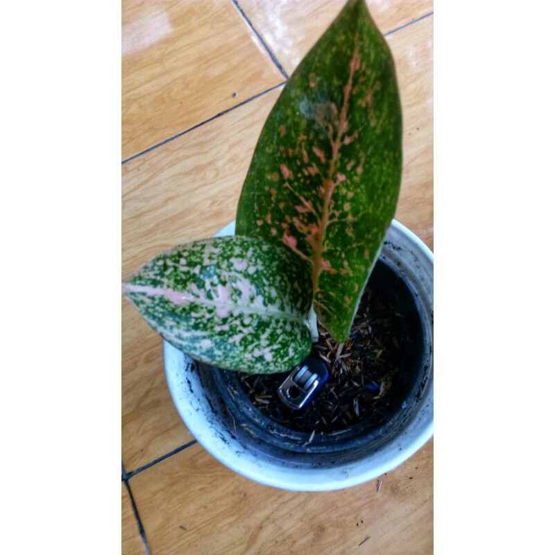 baby aglaonema/aglonema stardust orange
