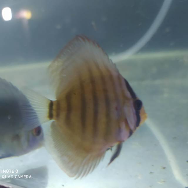 Ikan Discus Mosaic 2in