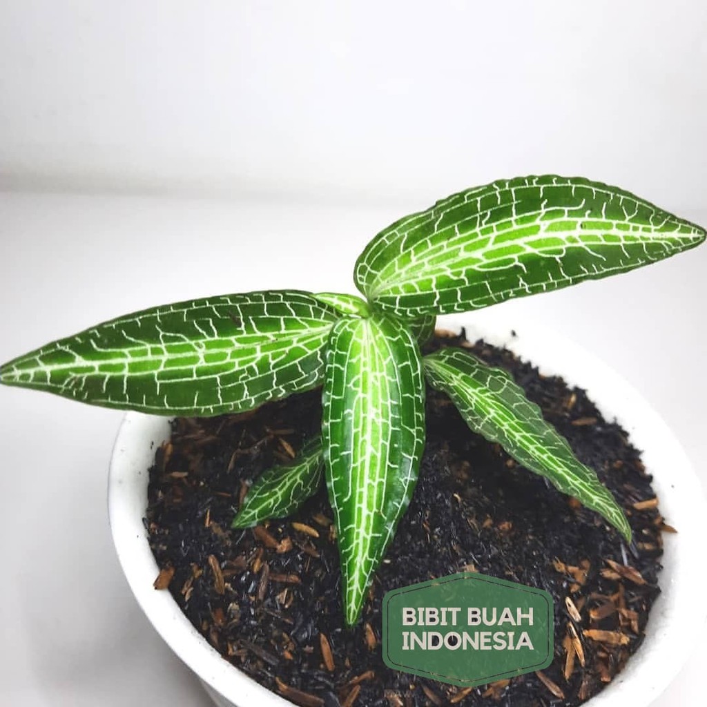 Tanaman Hias Jewel Orchid Ludisia Hijau