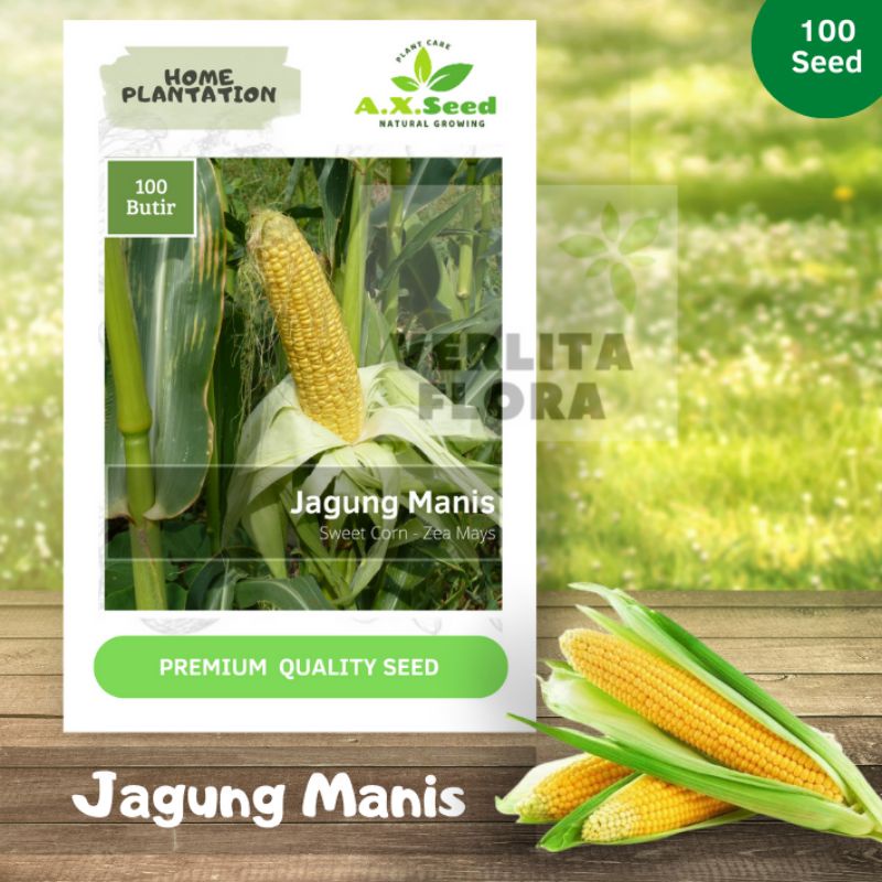 Benih Bibit Jagung Manis - AX Seed