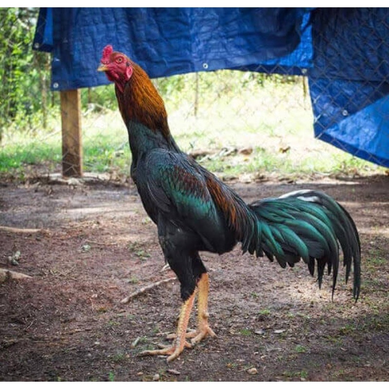 

TELUR FERTIL AYAM PETARUNG SAMKHOY UNTUK DITETASKAN