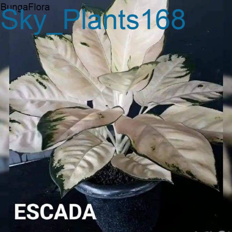 Anakan Aglonema kocin Escada