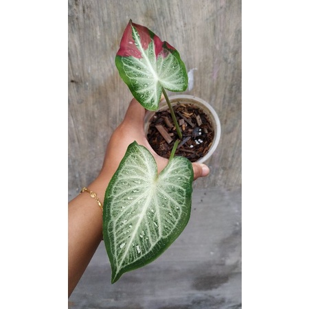 Keladi Tumpah Cat/Sycool