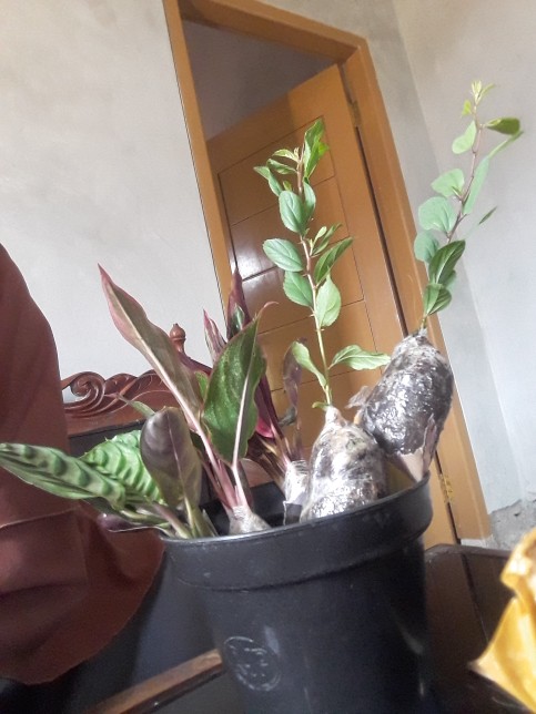 Tanaman Bunga Maranta Ekor Merak