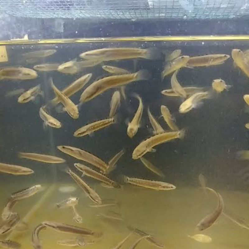 channa pulcra blue/ channa blue pulcra 4-6 cm