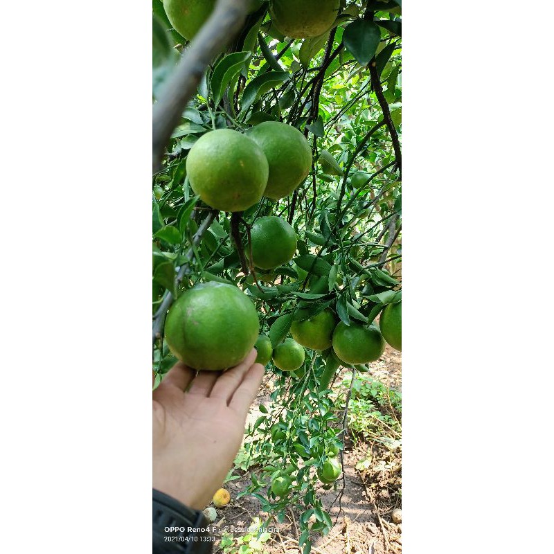 

Jeruk Manis - Jeruk Keprok 55