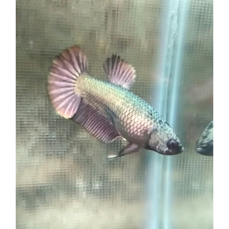 cupang hias coper betina