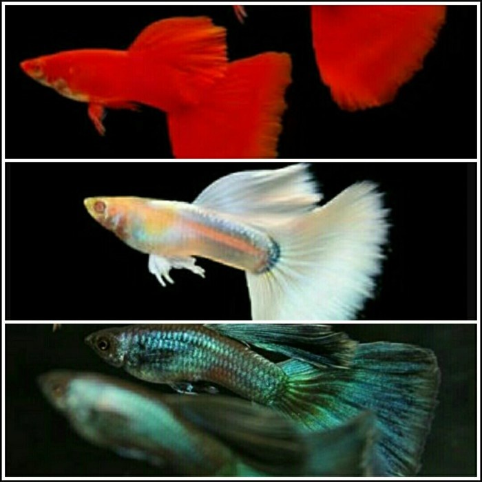 ikan guppy albino full red , green moscow, albino full platinum pasang