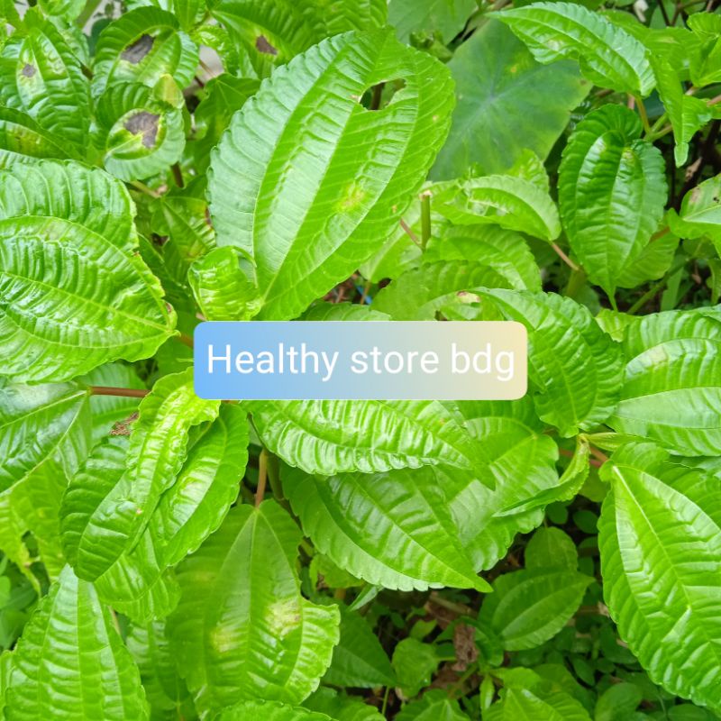 

Daun Poh pohan Pohpohan Segar 500 gram
