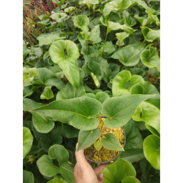 ANTHURIUM CORONG // TANAMAN HIAS ANTHURIUM CORONG