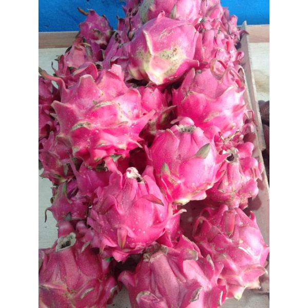 

Buah Naga Segar