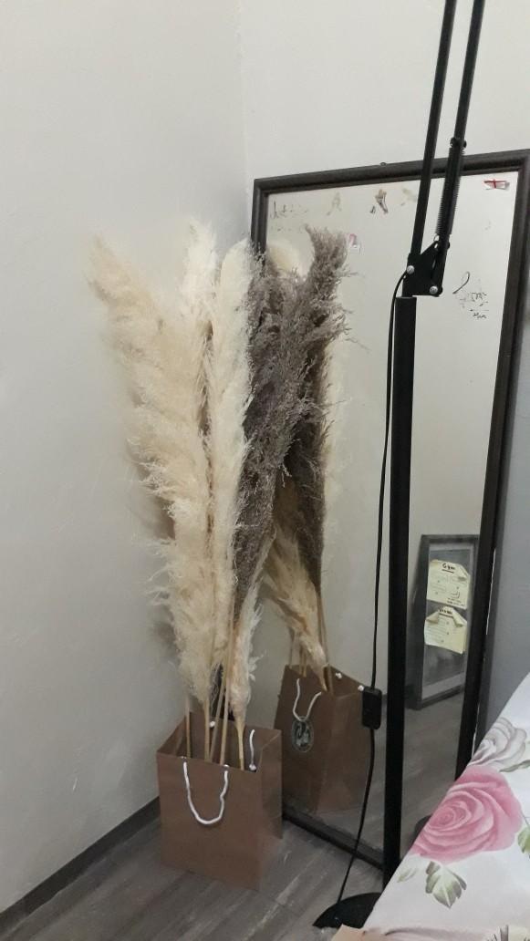 Dried Flower Pampas Import Super Pluffy (best Pampas Grass)