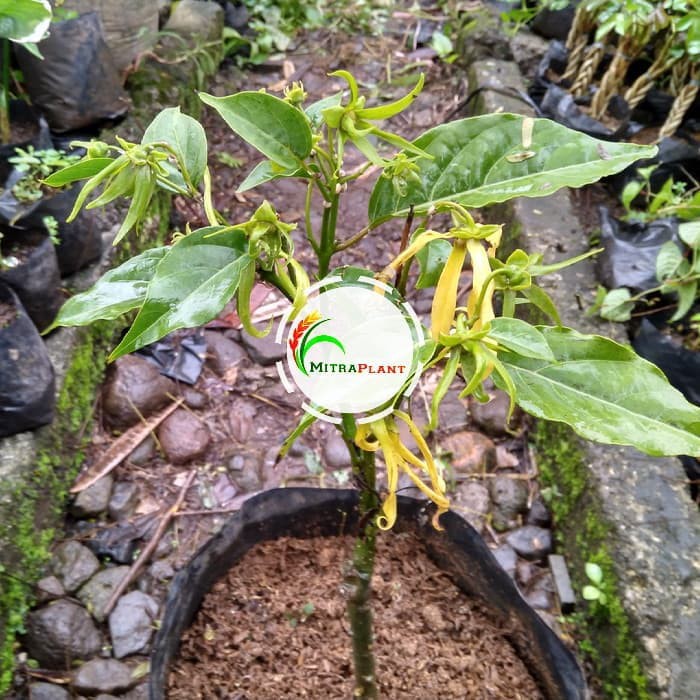 Bibit Pohon Bunga Kenanga Bibit Bunga Kenanga Pohon Kenanga Bibit Kenanga