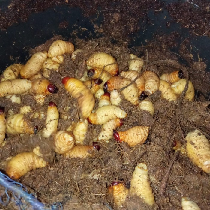 

BISA COD Ulat sagu 53 ekor