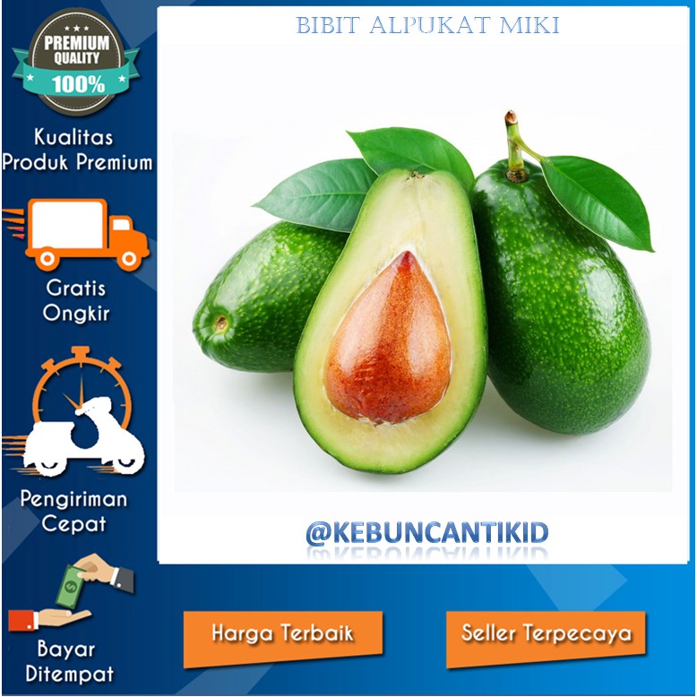 Bibit Alpukat  Miki Asli Unggul/Alpukat Mentega Miki Asli/Alpukat Mentega Terlaris - WISATA AGROTANI