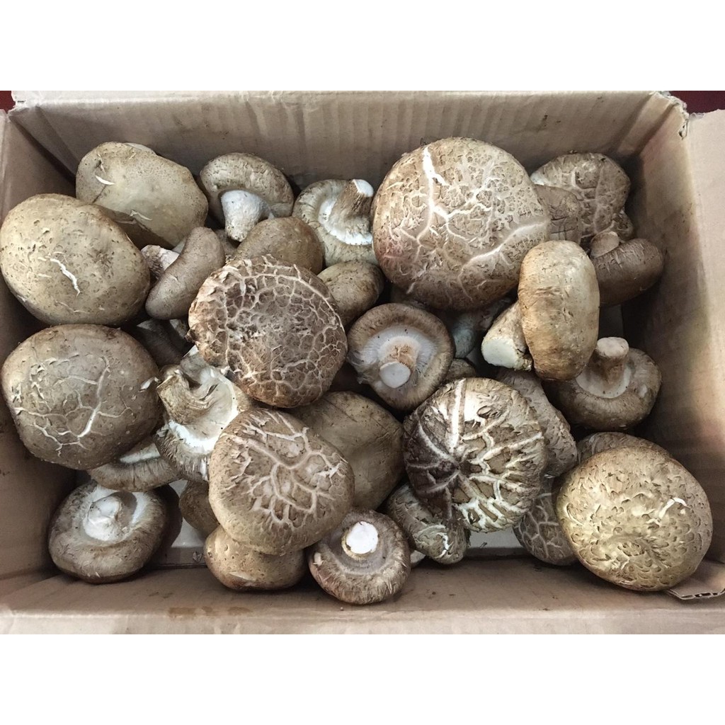 

Jamur shitake / shitake mushroom
