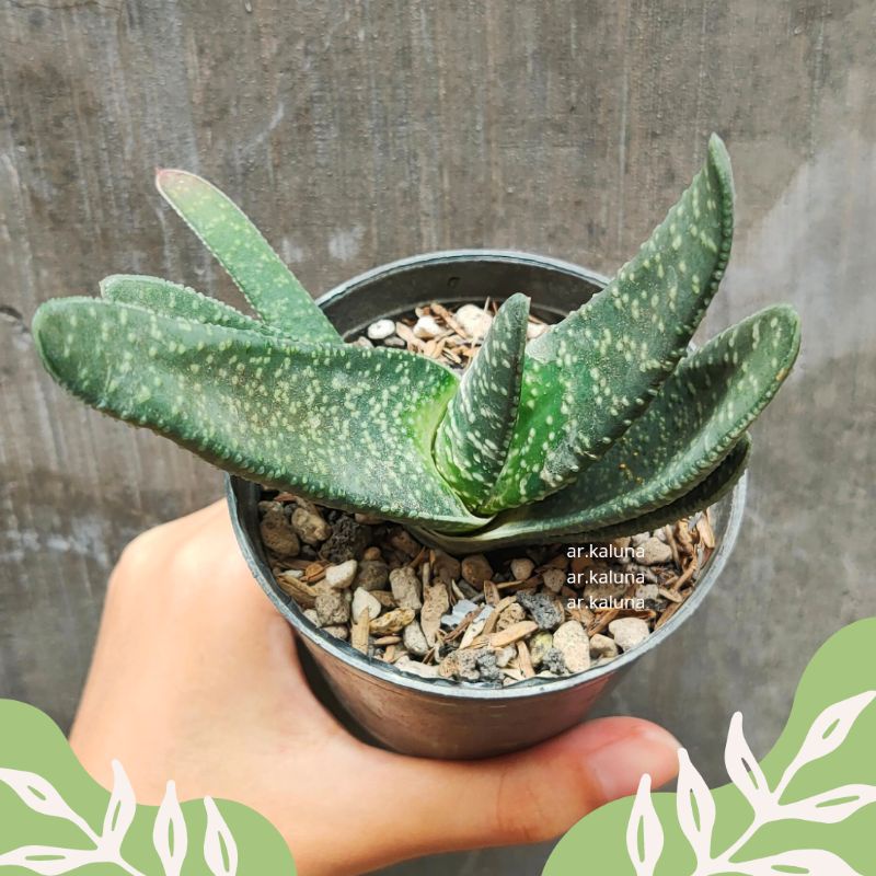 Gasteria ' Carinata ' sukulen kaktus tanaman hidup