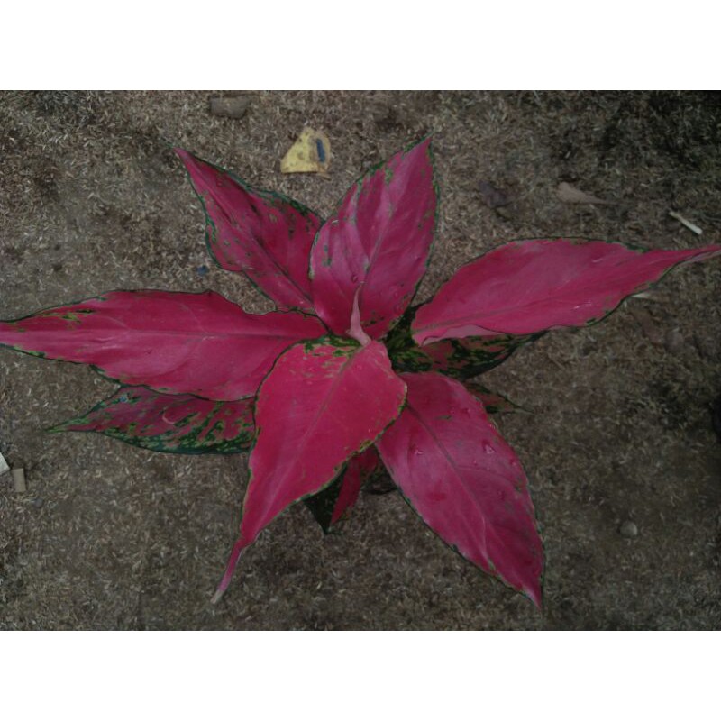 Jual Aglonema Ruby Garuda Shopee Indonesia