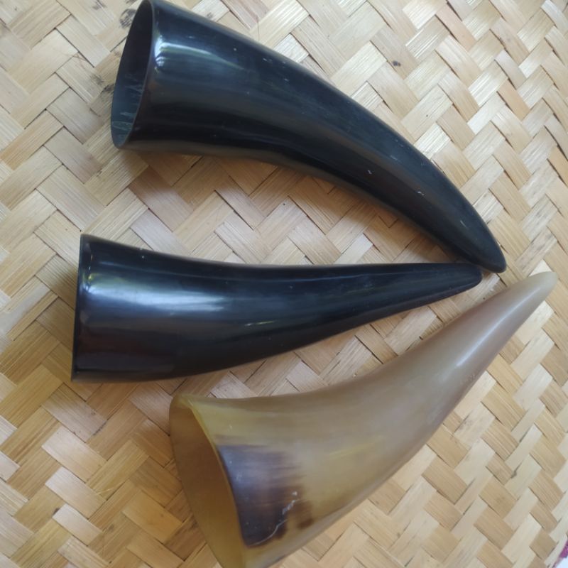 kop bekam tanduk panjang