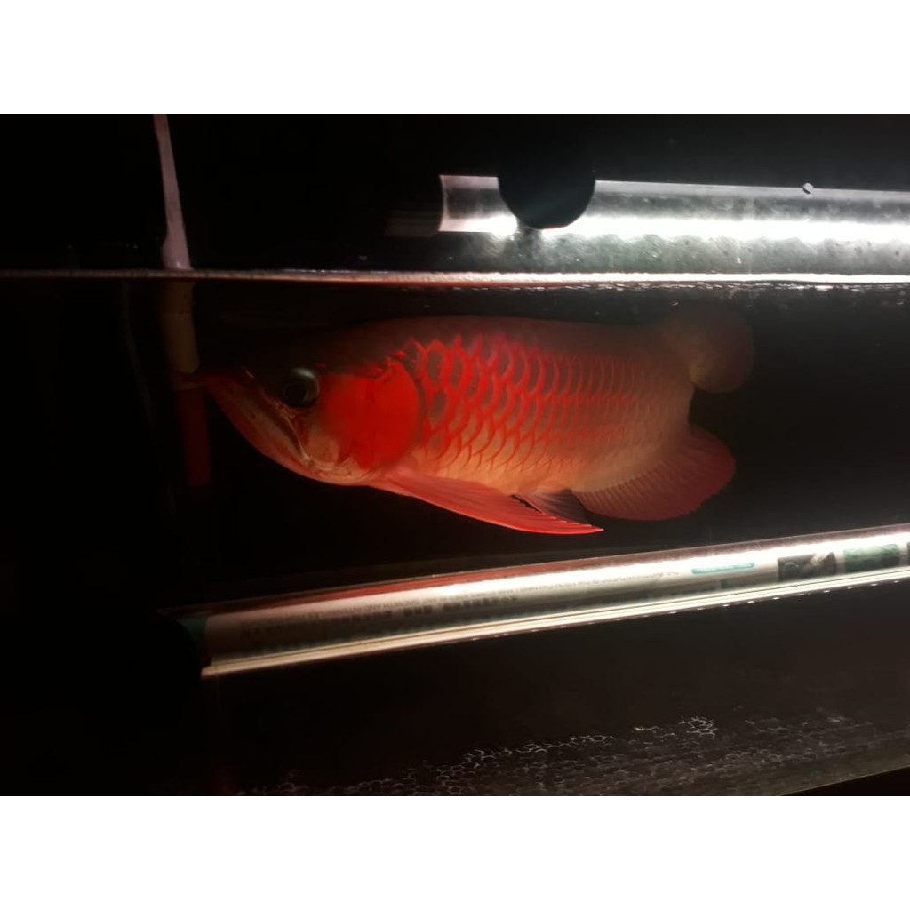 Ikan Arwana Super Red Ukuran 40 cm - Ikan Arowana Super Red Gen Bagus Berkualitas