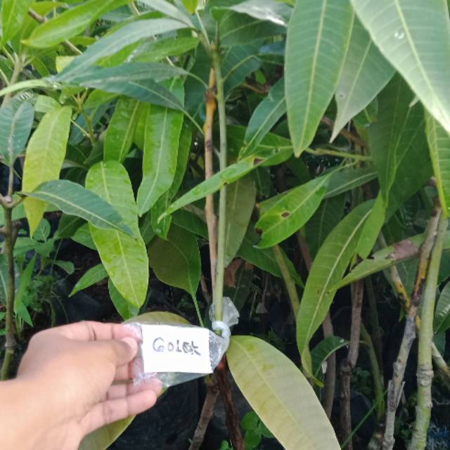 

Mangga golek