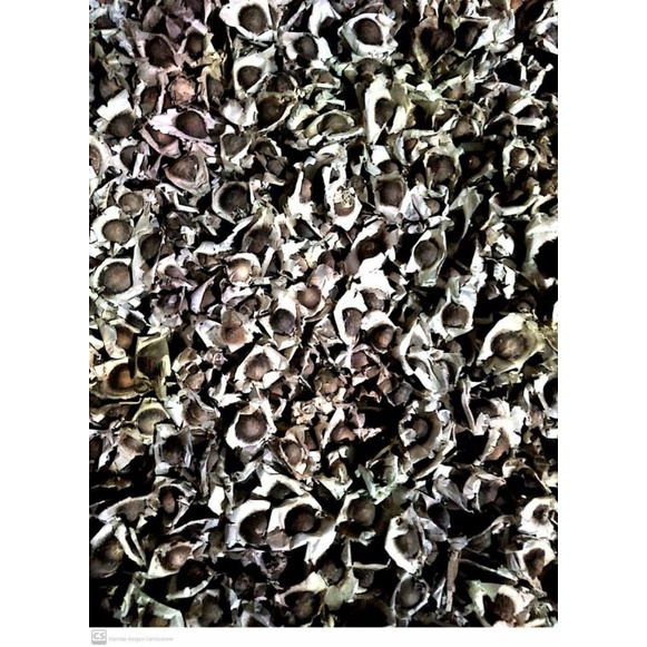 

Kelor Moringa Biji Kelor Marungga