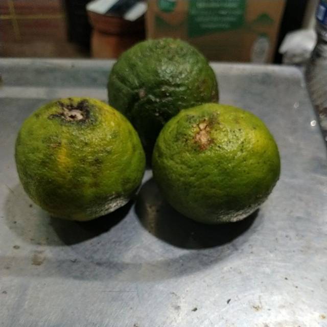 

Ute jungga 1 buah