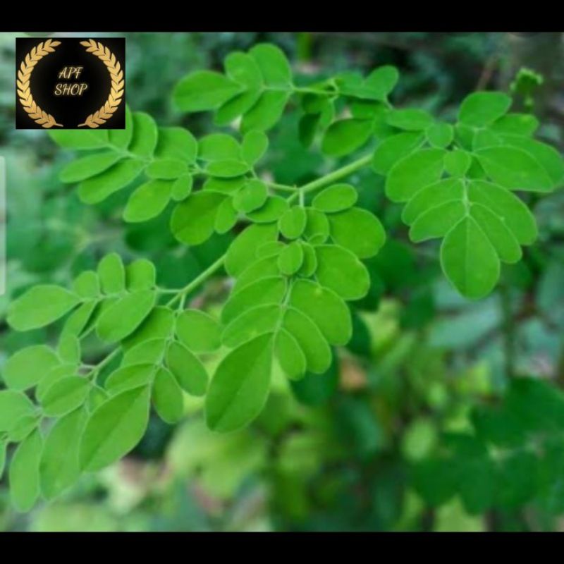 

DAUN KELOR SEGAR BARU PETIK