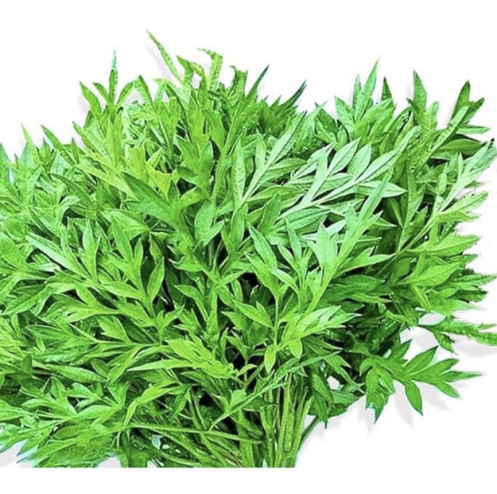 

Daun kenikir segar organik obat herbal sayur lalapan