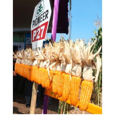 benih jagung p27gajah