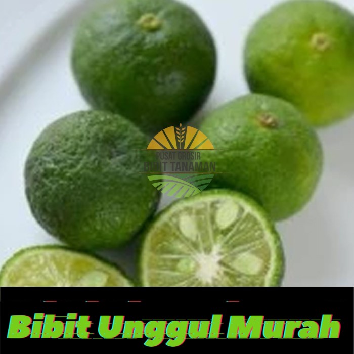 bibit jeruk limau