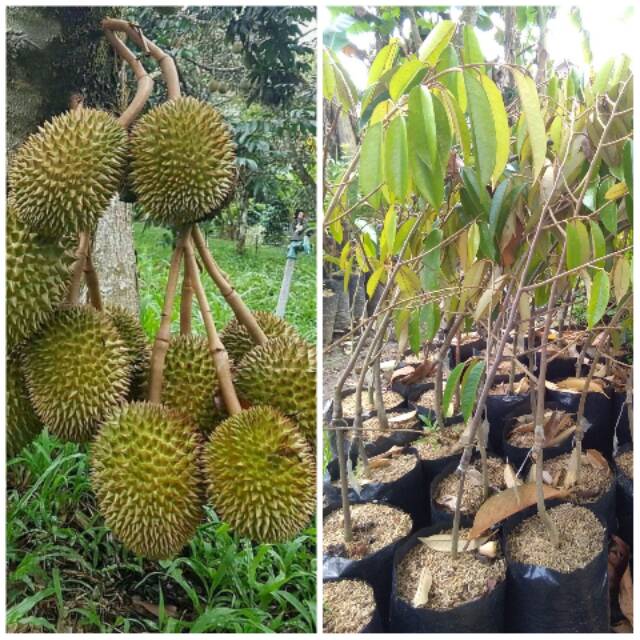 Bibit durian montong hijau