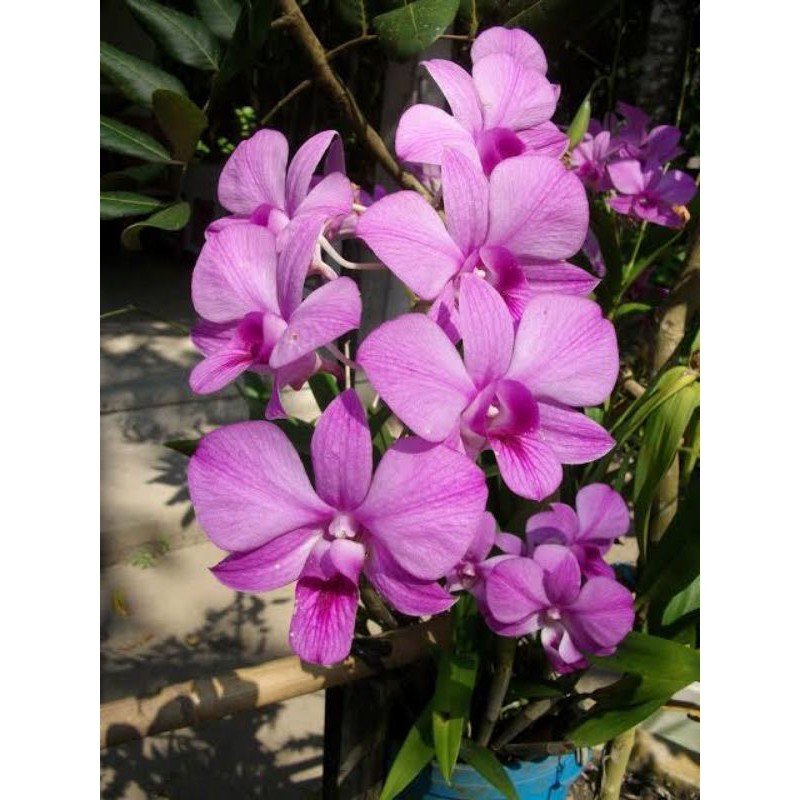 kekii anggrek dendrobium larat dewasa