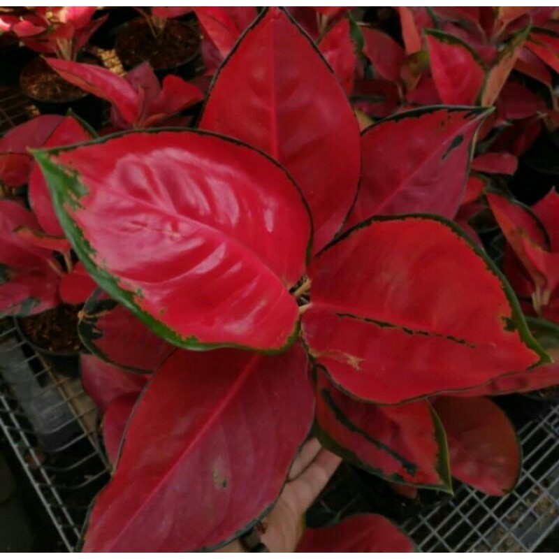 PROMO bibit bonggol aglonema sukson jaipong
